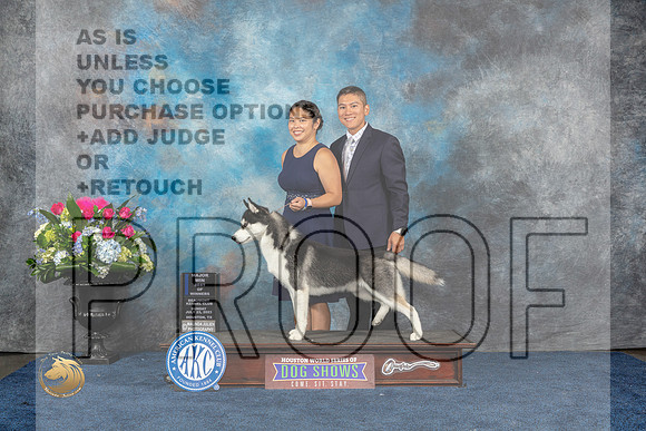 SIberian Husky #5 Sun BOW MAJ Judge Del RichardsMJP_6975_HOUSTON_2023_HR3
