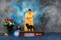 Staffordshire Bull Terrier #8 Sun WB Judge Elizabeth Muthard