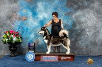 Alaskan Malamute #20 Sun WBM Judge Del Richards