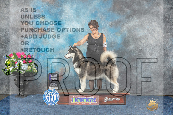 Alaskan Malamute #20 Sun WBM Judge Del Richards-MJP_7830_HSTN2023-HR3