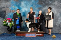Australian Shepherd #22 Sun G1 Judge Del Richards