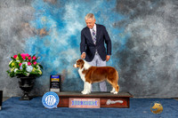 Australian Shepherd #26 Fri BOB Judge Eric Liebes