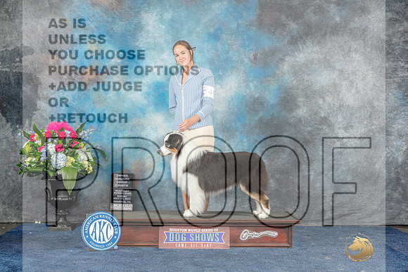 Australian Shepherd #45 Sun OHG4 Judge Ken Levison-MJP_8366_HSTN2023-HR3