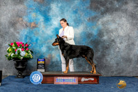Beauceron #19 Fri BOB Judge Dr Eric Liebes