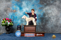 Bedlington Terrier #17 Sun BOBGCM Judge Elizabeth Muthard