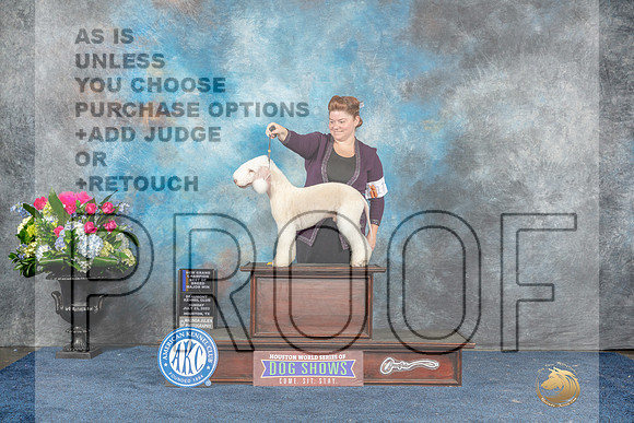 Bedlington Terrier #17 Sun BOBGCM Judge Elizabeth Muthard-MJP_7873_HSTN2023-HR3