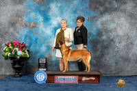 Belgian Malinois #6 Sun WBBOSM JUdge Joan Liebes