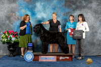 Black Russian Terrier #5 Sun G1 Judge Elizabeth Muthard