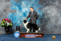 Border Collie #5 Sun BOB