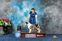 Border Collie #7 Sun WBBOWMCH Judge Charles Olvis