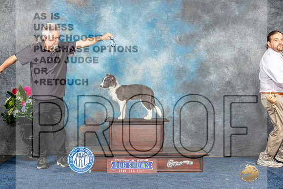 Border Collie Puppy-MJP_7973_HSTN2023-HR3