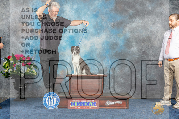 Border Collie Puppy-MJP_7983_HSTN2023-HR3