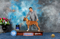 Boxer #? Wed BISweeps