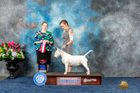 Bull Terrier White #18 Sun BOS Judge Crissy Brown Stone