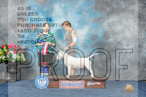 Bull Terrier White #18 Sun BOS Judge Crissy Brown Stone-MJP_7675_HSTN2023-HR3