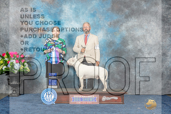 Bull Terrier White #5 Sun WDBOW Judge Crissy Brown Stone-MJP_7679_HSTN2023-HR3