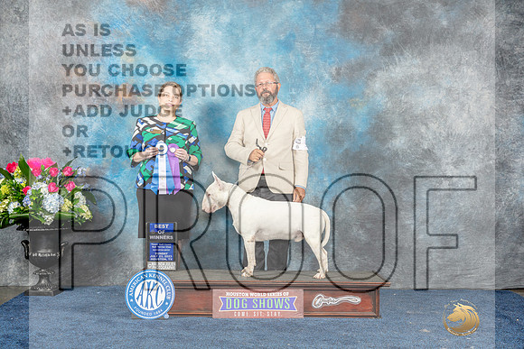 Bull Terrier White #5 Sun WDBOW Judge Crissy Brown Stone-MJP_7680_HSTN2023-HR3