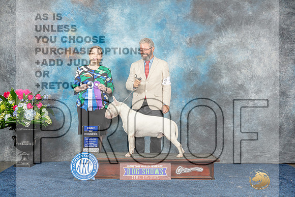 Bull Terrier White #5 Sun WDBOW Judge Crissy Brown Stone-MJP_7688_HSTN2023-HR3