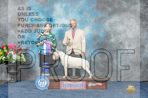Bull Terrier White #5 Sun WDBOW Judge Crissy Brown Stone-MJP_7691_HSTN2023-HR3
