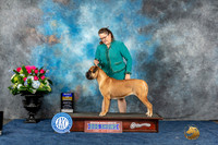 Bullmastiff #10 Sun BOB Judge Joan Liebes