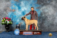 Bullmastiff #12 Sun SMGCH Judge Joan Liebes