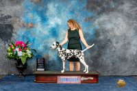 Dalmatian #7 Sun OHG2 Judge Charles Olvis