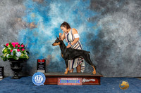 Doberman PInscher #26 Sun BOS Judge Del Richards