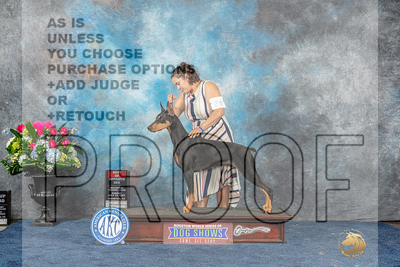 Doberman PInscher #26 Sun BOS Judge Del Richards-MJP_8210_HSTN2023-HR3