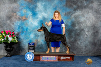 Doberman Pinscher #21 Sun BOW Judge Del Richards