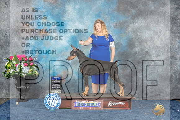 Doberman Pinscher #21 Sun BOW Judge Del Richards-MJP_7736_HSTN2023-HR3