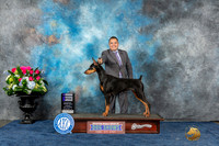 Doberman Pinscher #46 Sun WB Judge Del Richards