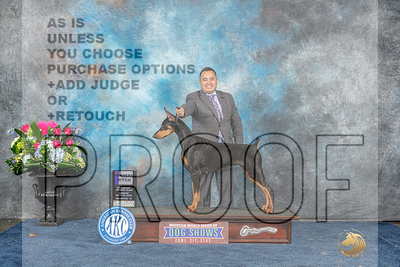 Doberman Pinscher #46 Sun WB Judge Del Richards-MJP_7745_HSTN2023-HR3