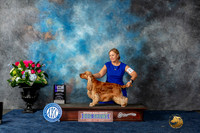 English Cocker Spaniel #25 WDM Judge Pat Trotter