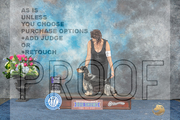 English Cocker Spaniel #9 Sun WDM  Judge Cheryl Patterson r-MJP_7825_HSTN2023-HR3