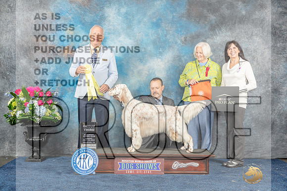 English Setter #22 Sun G3 Judge Dr Eric Liebes-MJP_7922_HSTN2023-HR3