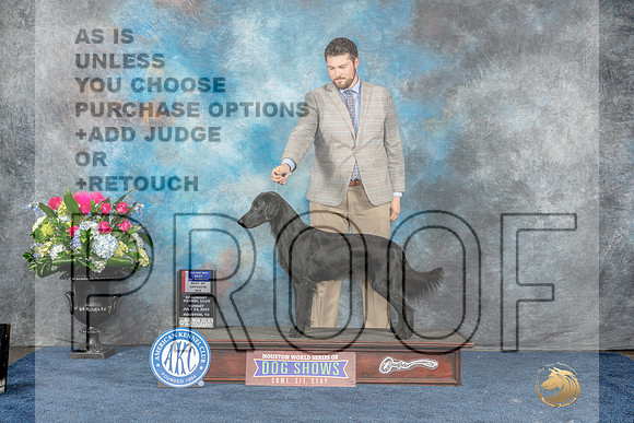 Flat Coated Retreiver #12 Sun WBBOWBOS Judge Eric Liebes-MJP_7598_HSTN2023-HR3