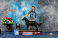 Flat Coated Retreiver #12 Thur WB Judge Cindy Lane