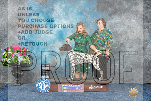 German Shorthaired Pointer #25 Sat BOWCH Judge Del Richards-MJP_8074_HSTN2023-HR3