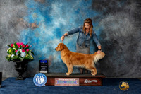 Golden Retriever #72 Sun BOW Judge Eric Liebes