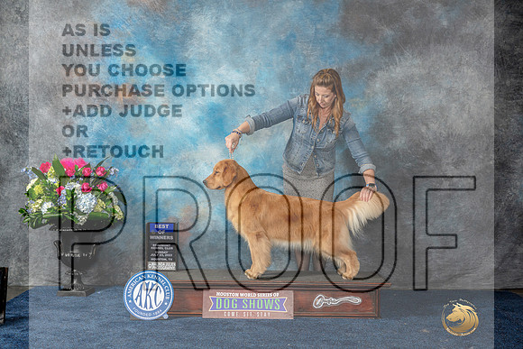 Golden Retriever #72 Sun BOW Judge Eric Liebes-MJP_7609_HSTN2023-HR3