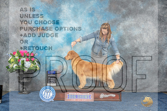 Golden Retriever #72 Sun BOW Judge Eric Liebes-MJP_7610_HSTN2023-HR3