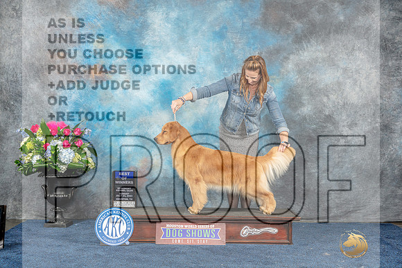 Golden Retriever #72 Sun BOW Judge Eric Liebes-MJP_7611_HSTN2023-HR3