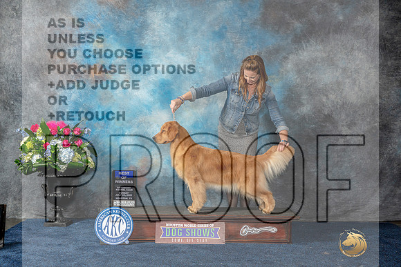 Golden Retriever #72 Sun BOW Judge Eric Liebes-MJP_7614_HSTN2023-HR3