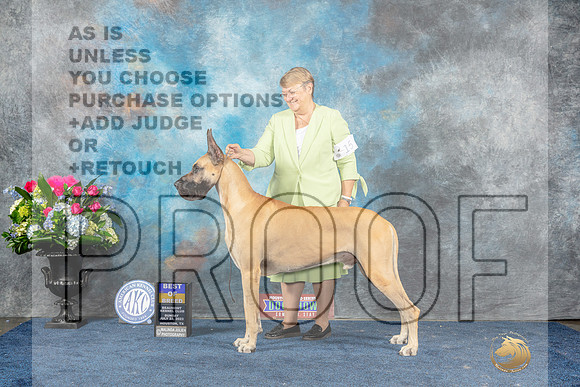 Great Dane #15 BOB Sun Judge Joan Liebes-MJP_8101_HSTN2023-HR3
