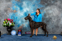 Great Dane #25 Wed BOS Judge Nancy Simmons r