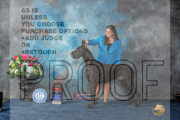 Great Dane #25 Wed BOS Judge Nancy Simmons r-MJP_7575_HSTN2023-HR3