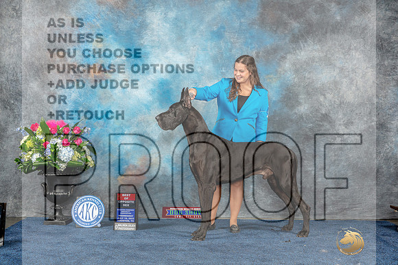 Great Dane #25 Wed BOS Judge Nancy Simmons r-MJP_7574_HSTN2023-HR3
