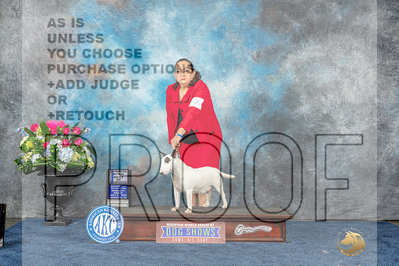 Miniature Bull Terrier #10 Wed WBBOW-MJP_7538_HSTN2023-HR3
