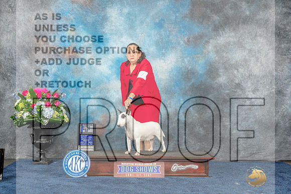 Miniature Bull Terrier #10 Wed WBBOW-MJP_7541_HSTN2023-HR3
