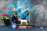 Miniature Bull Terrier #12 Sun BOB Judge Chrissy Brown Stone